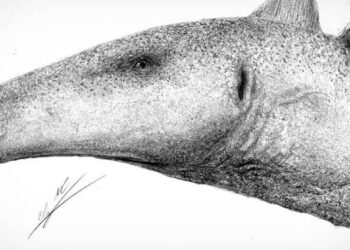 Dinossauro descoberto em Peniche dá novas pistas sobre os estegossauros