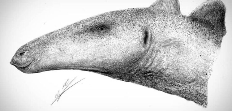 Dinossauro descoberto em Peniche dá novas pistas sobre os estegossauros