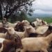 Os pastores voltaram à escola e a culpa é do queijo Rabaçal