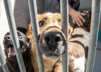 Associação Protectora de Animais da Marinha Grande precisa de “milagre de Natal”
