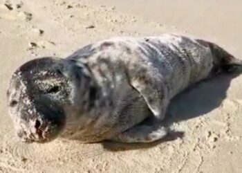 Foca bebé deu à costa na Praia da Légua