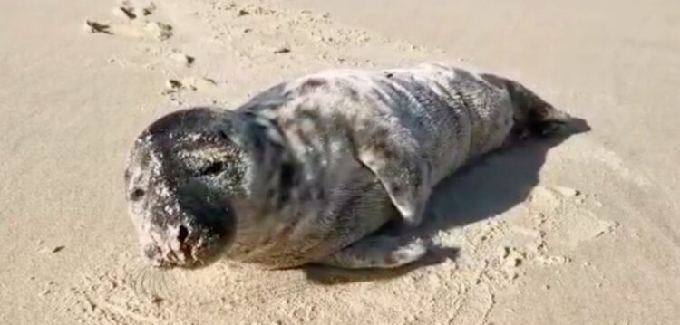 Foca bebé deu à costa na Praia da Légua
