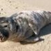 Foca bebé deu à costa na Praia da Légua