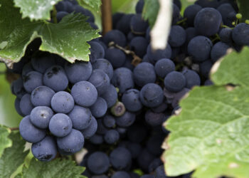Caldas da Rainha recebe Fórum Anual de Vinhos de Portugal