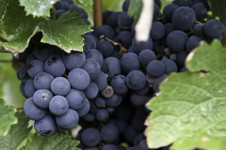 Caldas da Rainha recebe Fórum Anual de Vinhos de Portugal