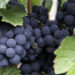 Caldas da Rainha recebe Fórum Anual de Vinhos de Portugal