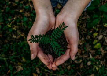 Quase três mil árvores plantadas junto às margens do Lis e do Lena