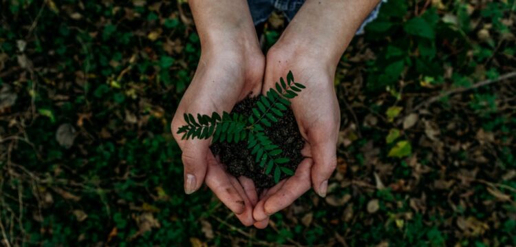 Quase três mil árvores plantadas junto às margens do Lis e do Lena