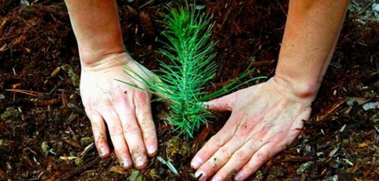 Condições meteorológicas adiam plantação de pinheiros em antigo aterro no Juncal
