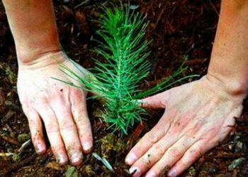 Assimagra planta pinheiros para assinalar fim de reconversão ambiental de aterro no Juncal