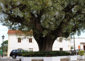 Sabe quantos anos tem a nova árvore classificada de Vila Cã?