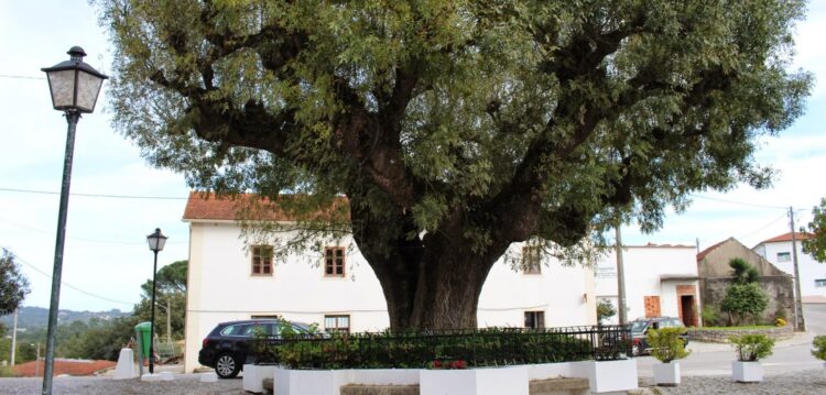 Sabe quantos anos tem a nova árvore classificada de Vila Cã?