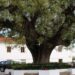 Sabe quantos anos tem a nova árvore classificada de Vila Cã?