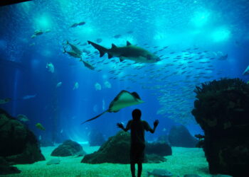 Vaivém do Oceanário aterra esta segunda-feira em Porto de Mós