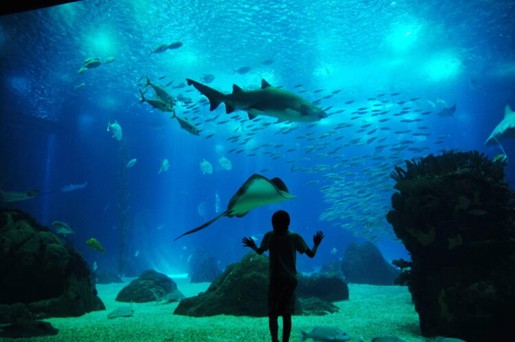 Vaivém do Oceanário aterra esta segunda-feira em Porto de Mós
