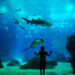 Vaivém do Oceanário aterra esta segunda-feira em Porto de Mós