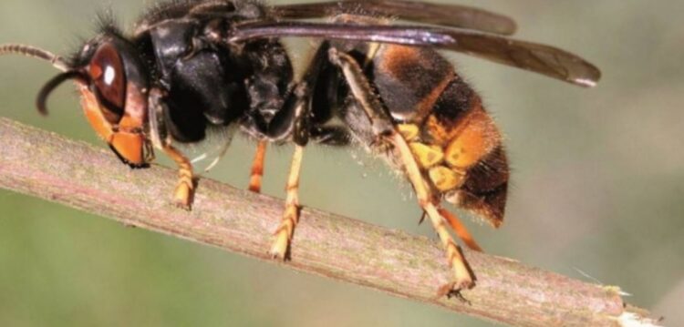 Figueiró dos Vinhos neutralizou 194 ninhos de vespa asiática em 2019