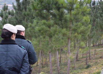 Menos freguesias com risco elevado de incêndio na região