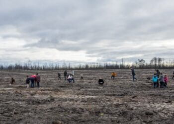 Covid-19: Quercus cancela acção de reflorestação do Pinhal de Leiria