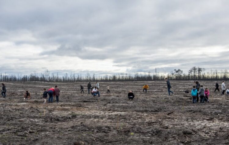 Covid-19: Quercus cancela acção de reflorestação do Pinhal de Leiria