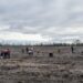 Covid-19: Quercus cancela acção de reflorestação do Pinhal de Leiria