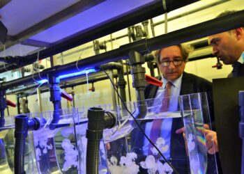 Smart Ocean suporta criação de empresas relacionadas com o mar
