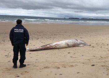 Baleia morta deu à costa em Peniche