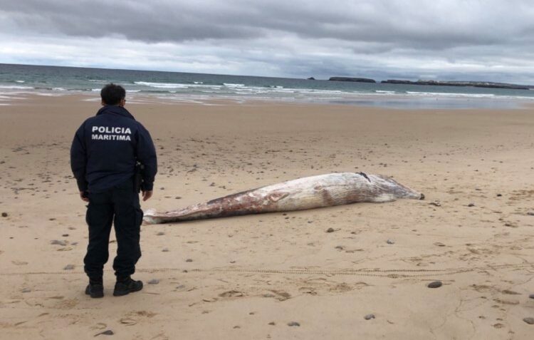 Baleia morta deu à costa em Peniche