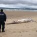 Baleia morta deu à costa em Peniche