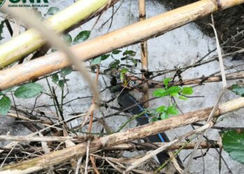 GNR detecta descarga ilegal de pecuária no Rio Lena