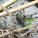 GNR detecta descarga ilegal de pecuária no Rio Lena