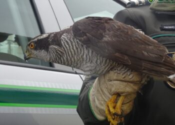 GNR recuperou falcão-peregrino com asa partida na Marinha Grande