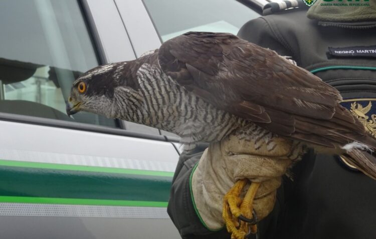 GNR recuperou falcão-peregrino com asa partida na Marinha Grande