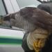 GNR recuperou falcão-peregrino com asa partida na Marinha Grande