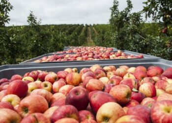 Produtos agrícolas da região vão chegar a quem mais precisa com o apoio do Município