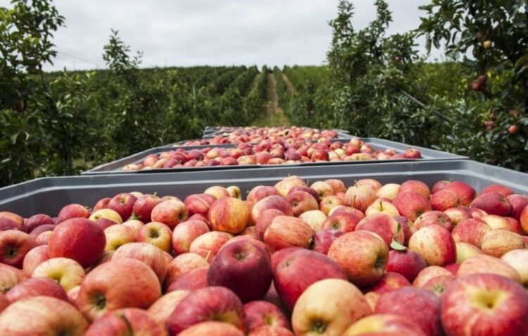 Produtos agrícolas da região vão chegar a quem mais precisa com o apoio do Município