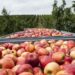 Produtos agrícolas da região vão chegar a quem mais precisa com o apoio do Município