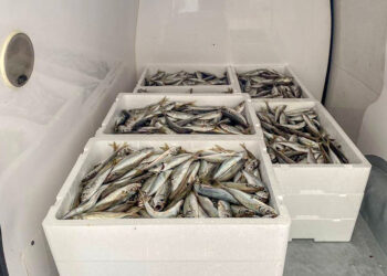 Empresa oferece peixe a instituições sociais da Nazaré