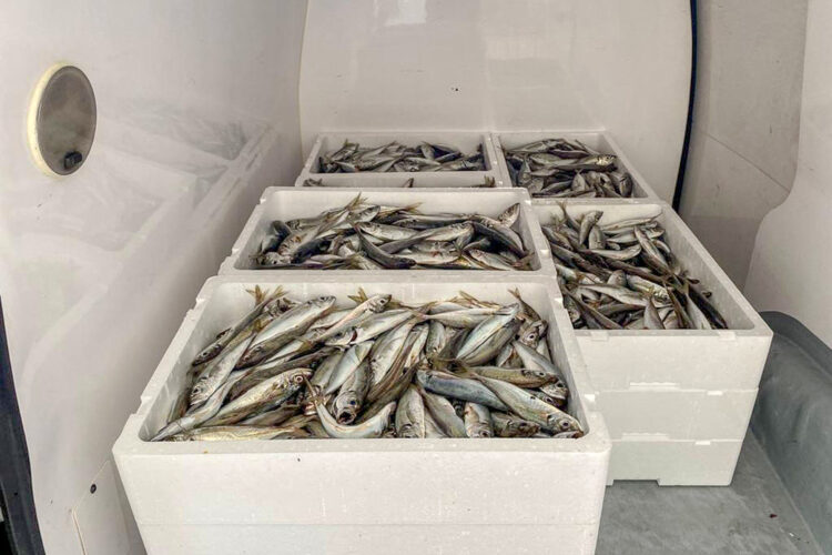 Empresa oferece peixe a instituições sociais da Nazaré