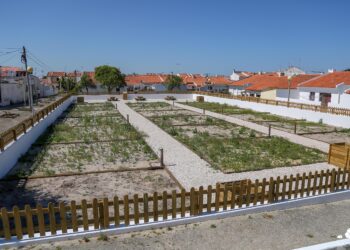 Doze lotes da primeira horta comunitária da Nazaré já têm utilizador