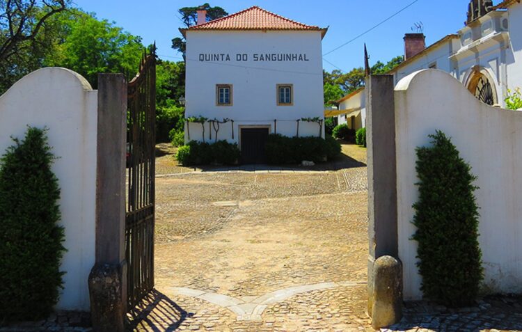 Enoturismo de regresso à Quinta do Sanguinhal