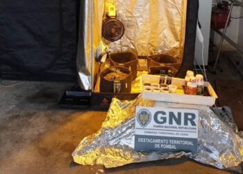 Detido no Carriço indivíduo com 24 doses de haxixe e duas plantas de cannabis