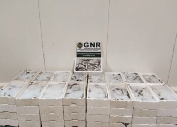 GNR apreende e doa 476 quilos de pescada