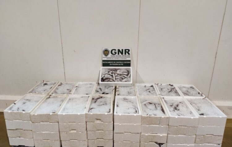 GNR apreende e doa 476 quilos de pescada
