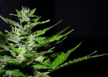 Substância proveniente da Cannabis usada no tratamento do cancro
