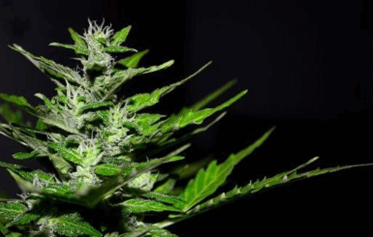Substância proveniente da Cannabis usada no tratamento do cancro