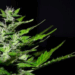 Substância proveniente da Cannabis usada no tratamento do cancro