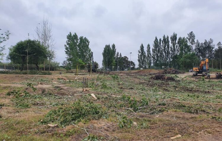 Buzinão no Parque da Lagoa contra abate indiscriminado de árvores