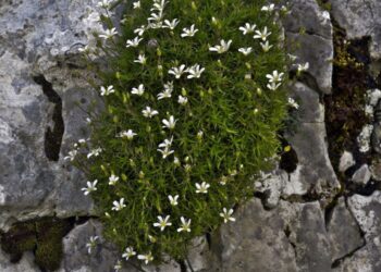 Descoberta uma nova planta na Serra dos Candeeiros