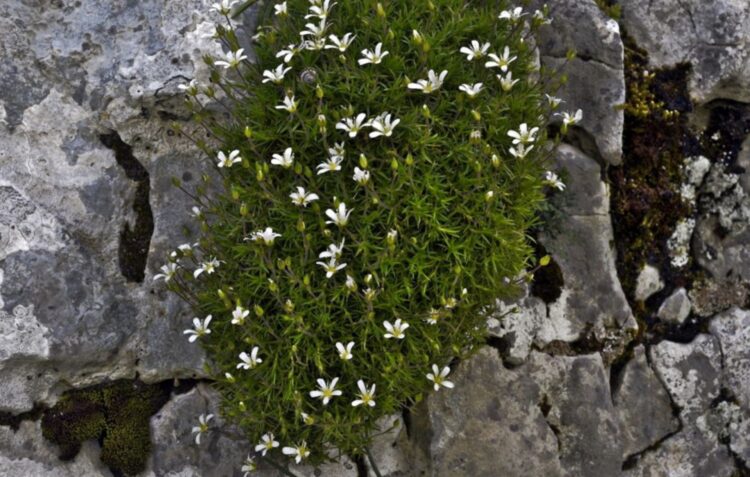 Descoberta uma nova planta na Serra dos Candeeiros